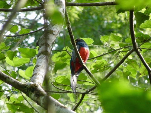 Trogon melanurus