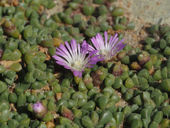 Disphyma dunsdonii