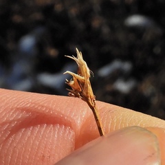 Rhynchospora capitellata