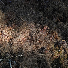 Rhynchospora capitellata