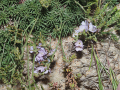 Limonium kraussianum