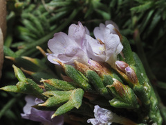 Limonium kraussianum