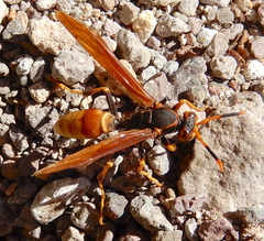 Polistes comanchus comanchus