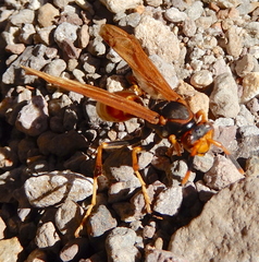 Polistes comanchus comanchus