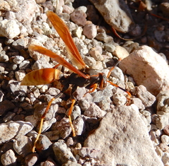 Polistes comanchus comanchus