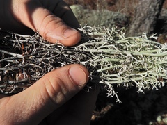 Cladonia stygia