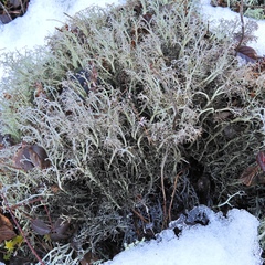 Cladonia stygia