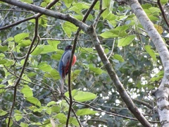 Trogon melanurus
