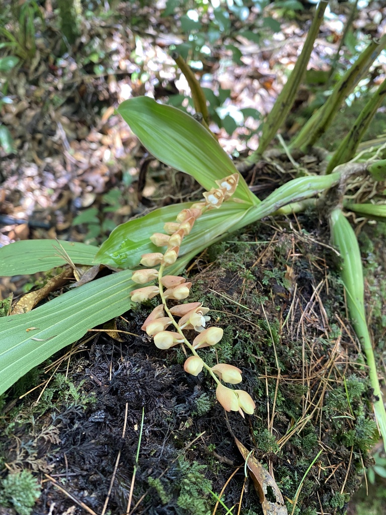 Coelogyne chinensis