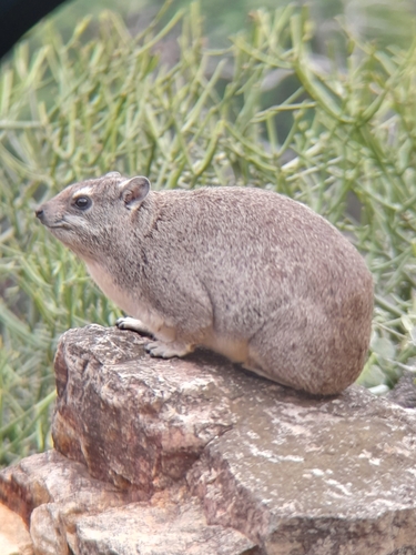 Heterohyrax brucei