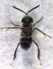 Encyrtus aurantii