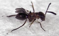 Encyrtus aurantii