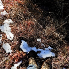 Rhynchospora capitellata