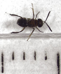 Encyrtus aurantii