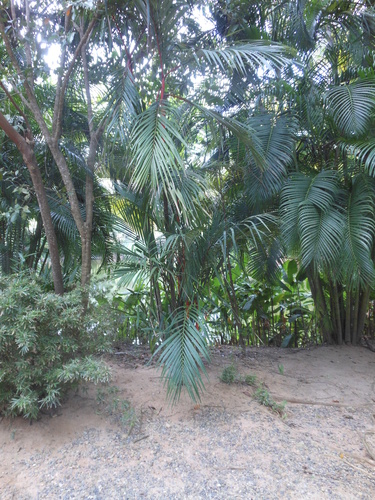 Cyrtostachys renda