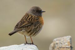 Robin Accentor photo 5