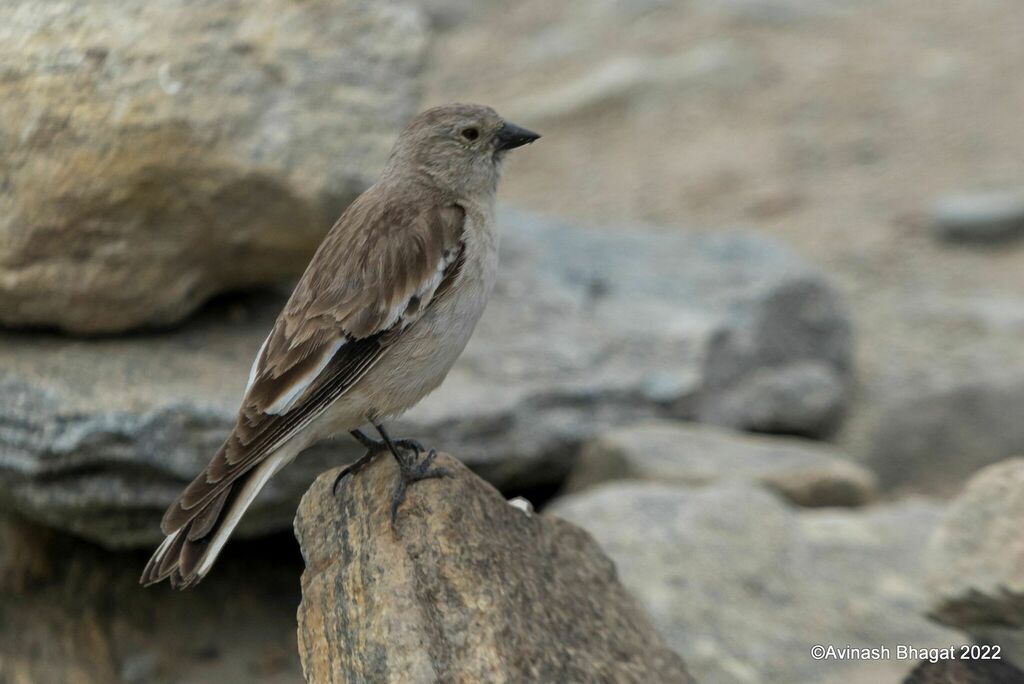 Montifringilla Snowfinches
