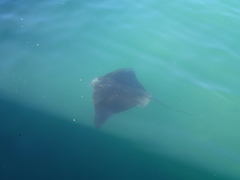 Myliobatis tenuicaudatus