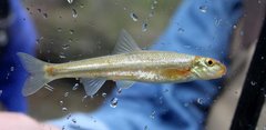 Phenacobius catostomus