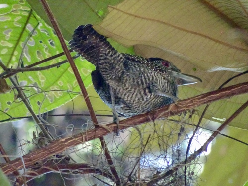 Cymbilaimus lineatus