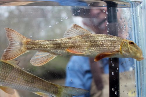 Alabama hog sucker (Hypentelium etowanum) — Catostomidae — 5