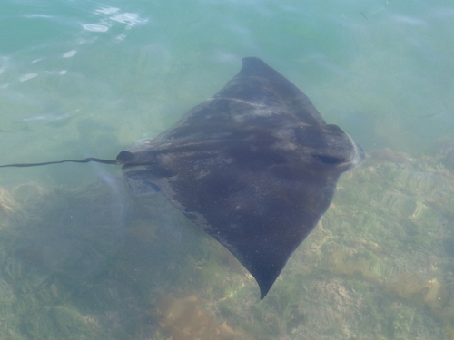 Southern Eagle Ray, photo 3 of 9
