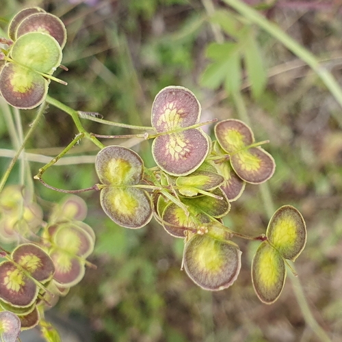 Biscutella raphanifolia image