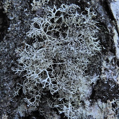 Pseudevernia cladonia