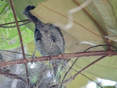 Cymbilaimus lineatus