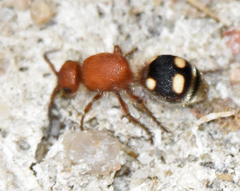 Dasymutilla quadriguttata