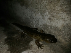 Ambystoma rivulare