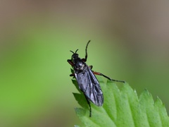 Bibio femoratus
