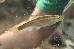 Campostoma oligolepis