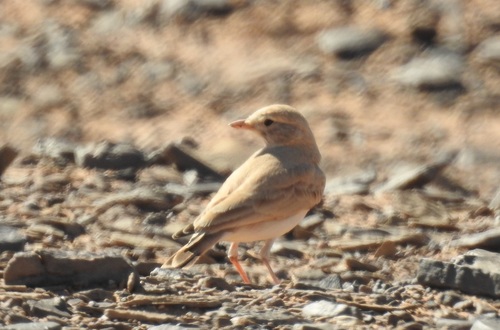 Terrera colinegra (Ammomanes cinctura)