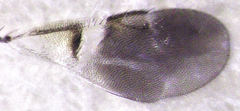 Encyrtus aurantii