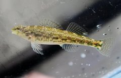 Alabama Darter photo 2