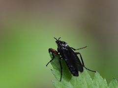 Bibio femoratus