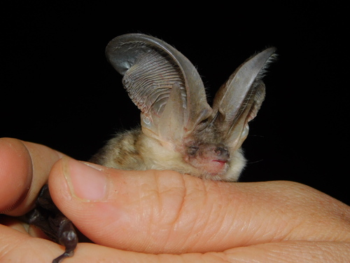 Alpine Long-eared Bat (Plecotus macrobullaris)
