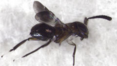 Encyrtus aurantii