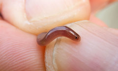 Typhlopidae