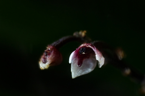Cymboglossum grande observed 2023-07-01