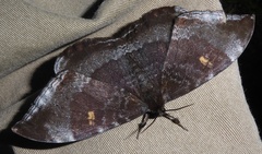 Cyclidia orciferaria