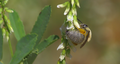 Colletinae