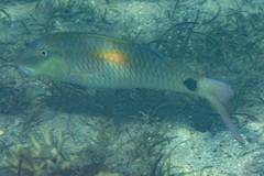 Parupeneus indicus