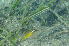 Parupeneus barberinoides