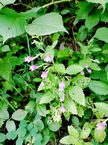Clinopodium grandiflorum (Clinopodium grandiflorum)