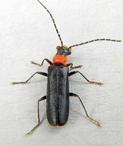 Dichelotarsus