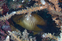 Amanses scopas