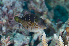 Paraluteres prionurus