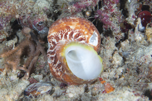 Tapestry Turban Snail